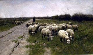 Sheep on the Moor