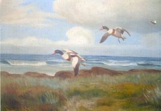 Ducks