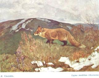 Fox