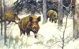 Boars