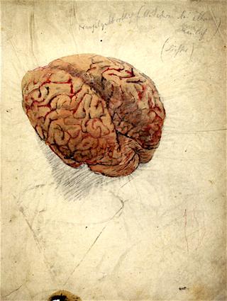 Human Brain