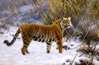 A Tiger Prowling in the Snow