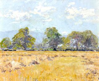Wheatfield in Summer