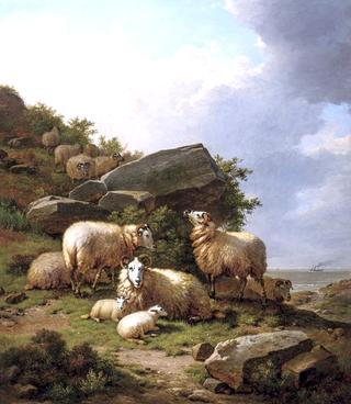 Sheep and lambs resting by the coast