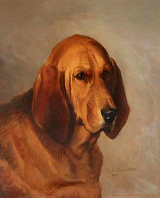 Head of a Bloodhound