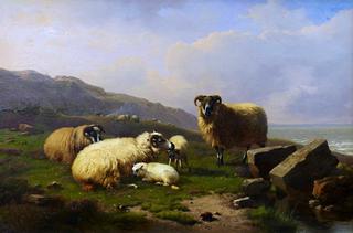 Sheep, Ewes and Lambs in a Pasture by a Sea