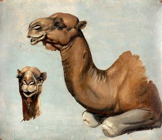 Study of a Lying Camel