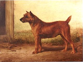 Irish Terrier