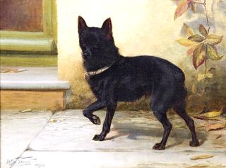 A Black Schipperke