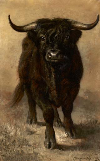 Portrait of a Bull