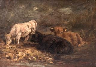 Resting Cattle