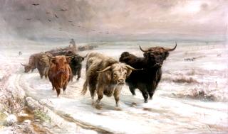 A Highland Cattle Drove in Snow