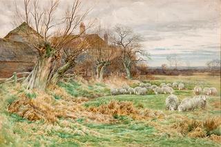 Sheep on Winter Pasture