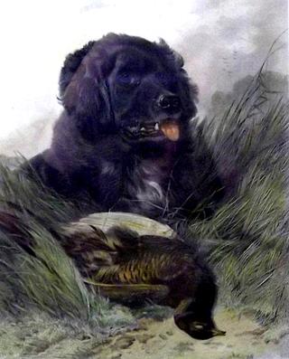 Retriever and Pheasant