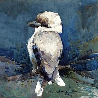 Kookaburra