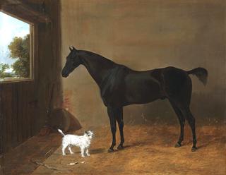 A Dark Bay Horse in a Stable