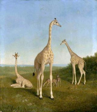 Giraffes with Impala in a Landscape