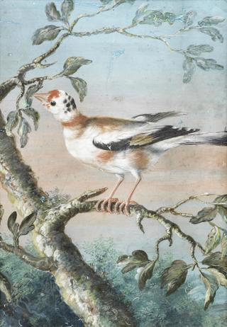 A Bird Seated on a Branch