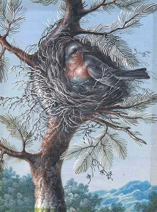 A Red-Breasted Bird Nesting in a Fir Tree