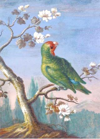 A Red Fronted Parakeet