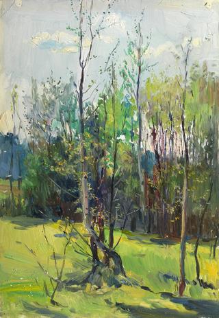 Forest Landscape