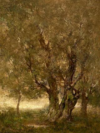 Old Beech Tree