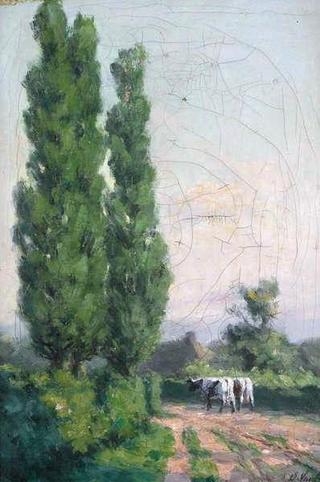 Cows on a Country Road with High Trees