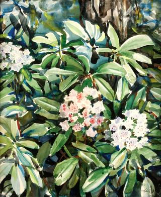 Mountain Laurel