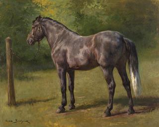 Study of a Standing Horse