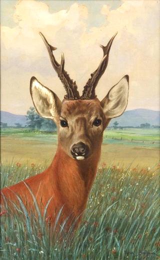 Portrait of a Deer