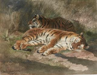 Two Recumbent Tigers