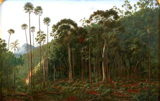 Cabbage Trees near the Shoalhaven River, N.S.W.