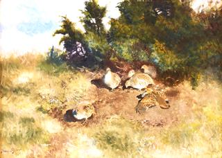 Partridges Basking in the Sun