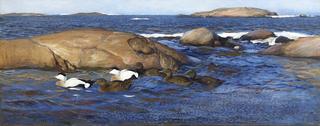 Eiders on Islets and Rocks