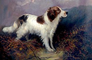 Springer Spaniel