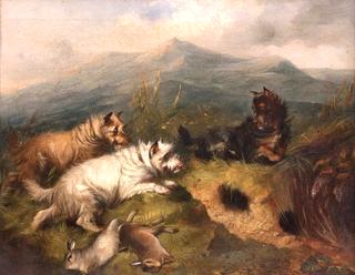 Terriers Rabbiting in a Highland Landscape