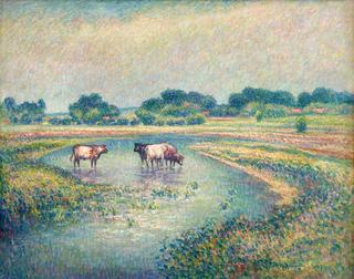 Cows Watering