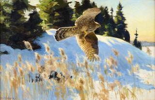 Hawk in a Winter Landscape