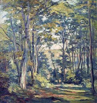 Light flooding Forest
