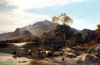 Cattle Watering