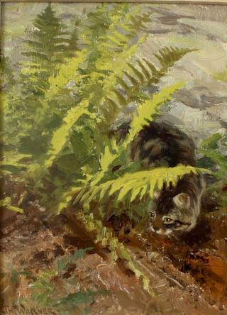 Cat in Ferns