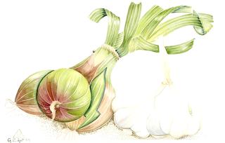 Still Life with Onions and Garlic