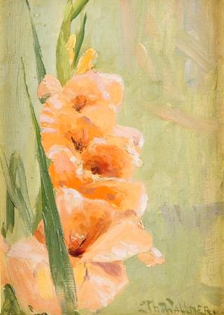 Gladiolus