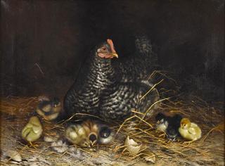 Hen and Chicks