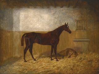 A Bay Racehorse in a Loose Box