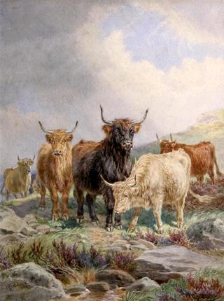 Highland Cattle