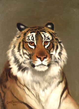 Study of a Tiger