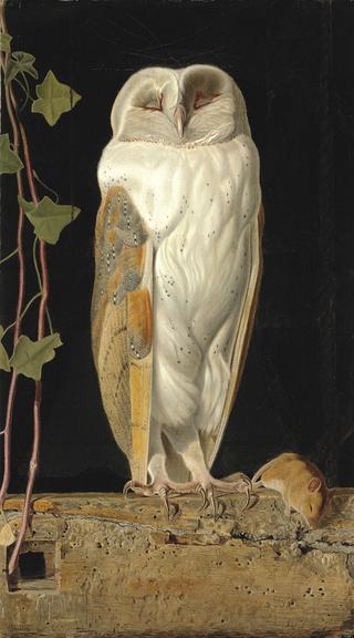 The White Owl