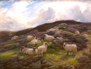 Hill Landscape with Sheep