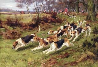 Gone Away, The Rufford Hounds Breaking Cover in Sherwood Forest